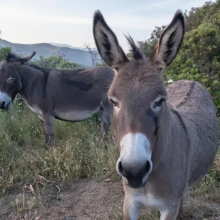 Les Terrasses De Scaglioli Chalet Villanova