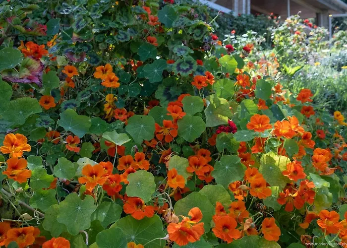 Les Terrasses De Scaglioli Horská chata Villanova