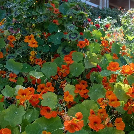 Les Terrasses De Scaglioli Σαλέ Villanova
