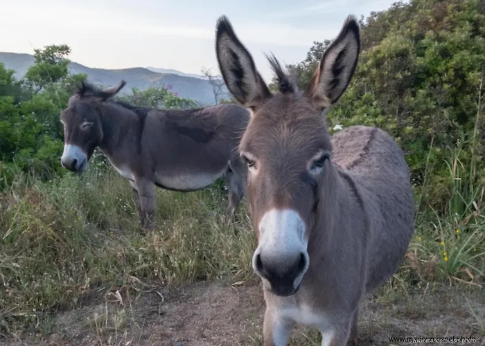 Les Terrasses De Scaglioli בקתה Villanova